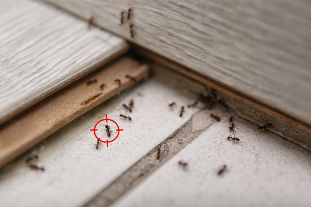Reliable Union City, TN Pest Control Solutions