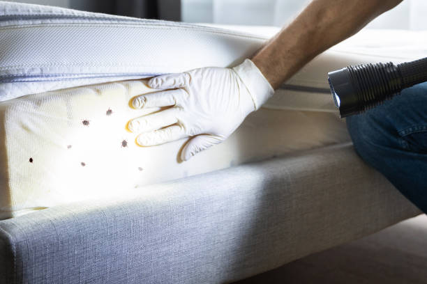 Best Flea Control Services  in Union City, TN
